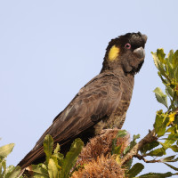 Yellow-tailed Black-Cockatoo